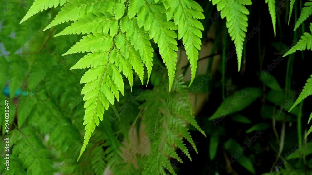 Beautiful green trees with bright bokeh backdrop, giving a fresh feeling. Garden with morning sunlight, giving a relaxing, refreshing and warm feeling. Footage Nature and holiday wallpaper. Beautiful green trees with bright bokeh backdrop, giving a fresh feeling. Garden with morning sunlight, giving a relaxing, refreshing and warm feeling. Footage Nature and holiday wallpaper.