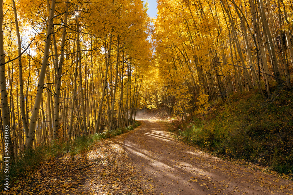 Obraz premium Dirt road through a forest of autumn Aspen trees