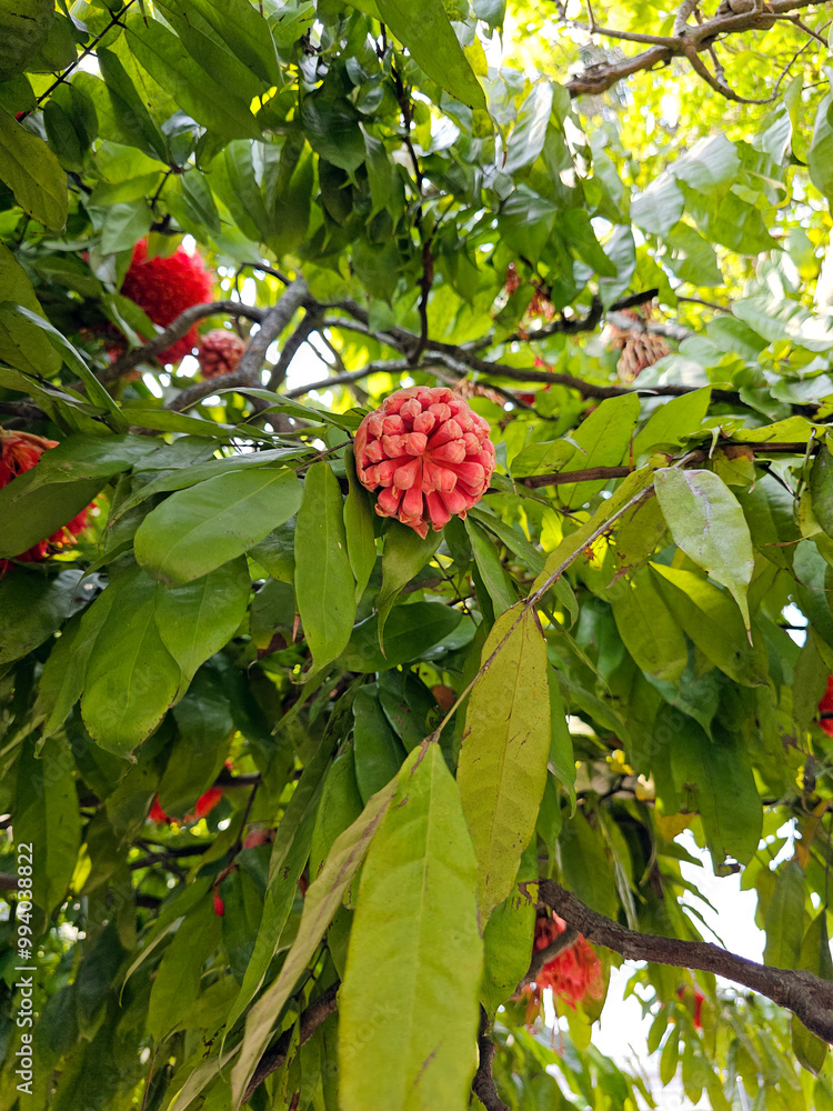 Blooming rose of Venezuela or brownea grandiceps flower.