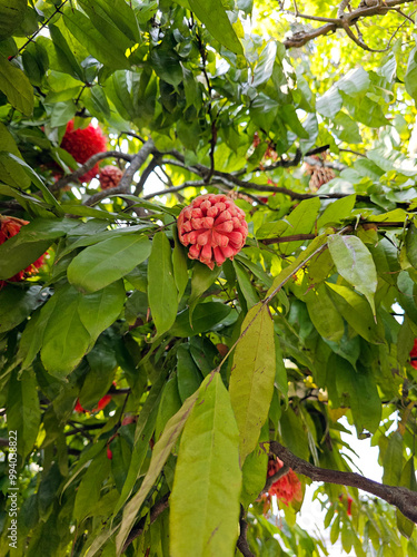 Obraz na płótnie Blooming rose of Venezuela or brownea grandiceps flower. w salonie
