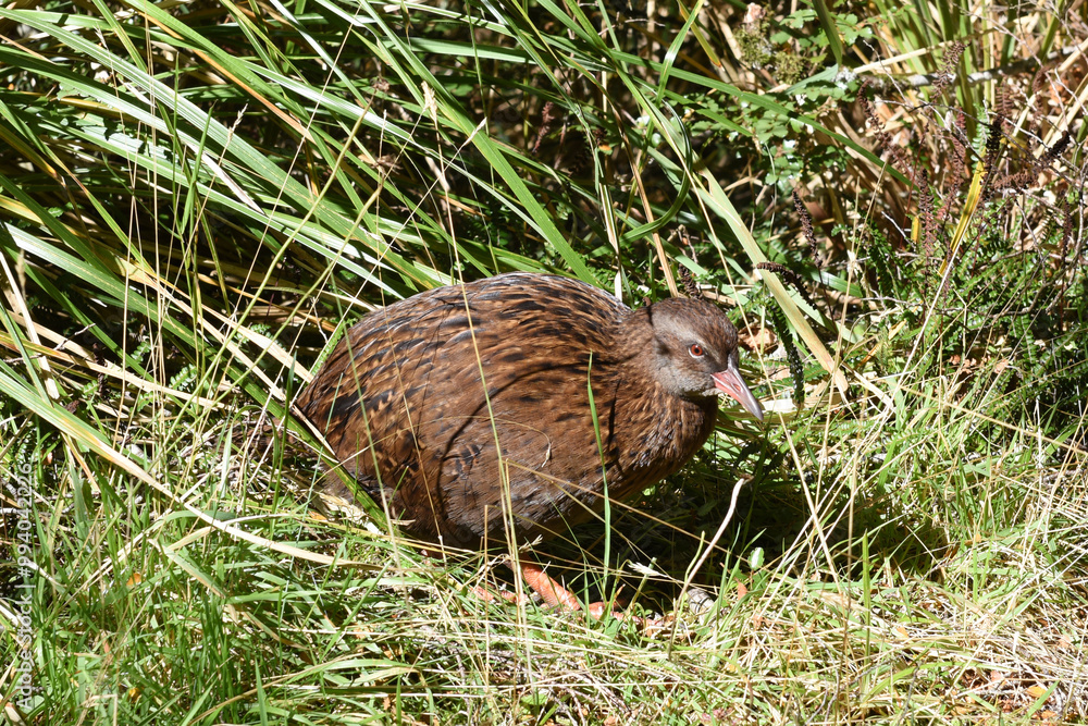 Weka, aka Maori hen or forest (Gallirallus australis), a species of flyless bird endemic to New Zealand, seen in the Eglinton Valley on the Milford Sound highway, Fiordland National Park, South Island Weka, aka Maori hen or forest (Gallirallus australis), a species of flyless bird endemic to New Zealand, seen in the Eglinton Valley on the Milford Sound highway, Fiordland National Park, South Island