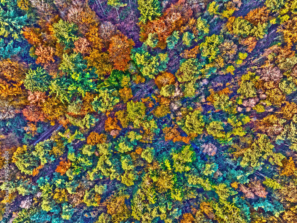 Aerial topshot from trees in fall in the Netherlands Europe Aerial topshot from trees in fall in the Netherlands Europe