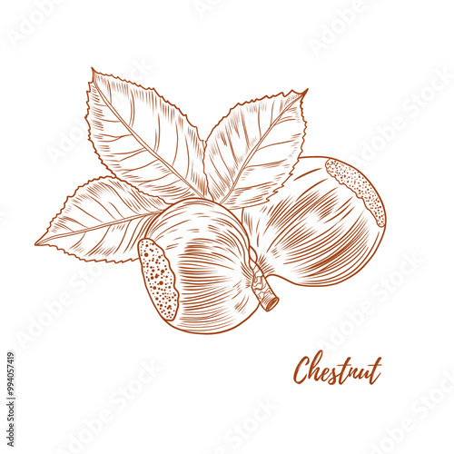 Vector chestnut plant with nuts and leaves line art illustration, graphic line chestnut plant combination. Chestnut branch. Chestnut floral outline. Great for any designs, textile, art, walls, package