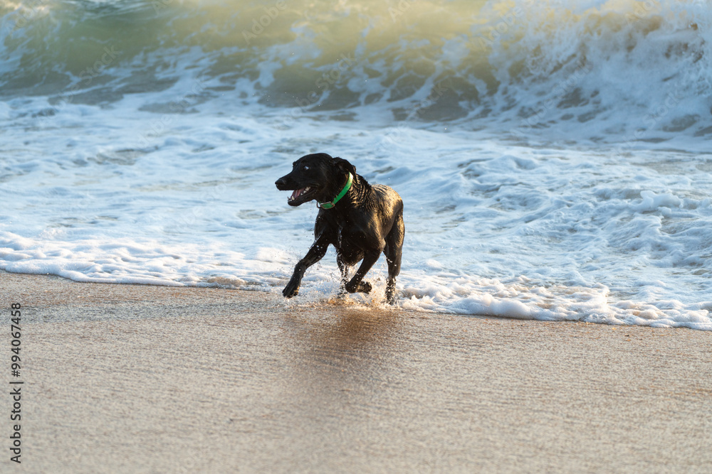 Black labrador retriever cautiously plays in the ocean surf Black labrador retriever cautiously plays in the ocean surf