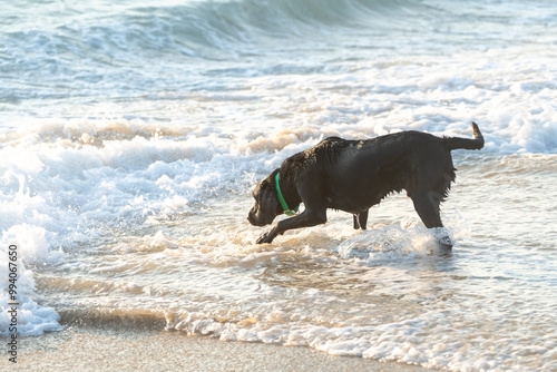 Black labrador retriever cautiously plays in the ocean surf photo