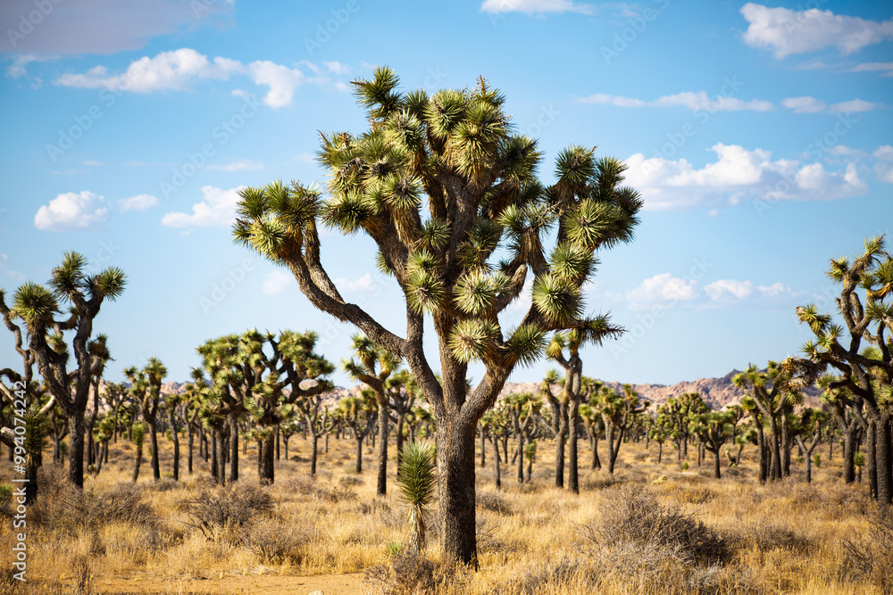 Joshua Tree Joshua Tree