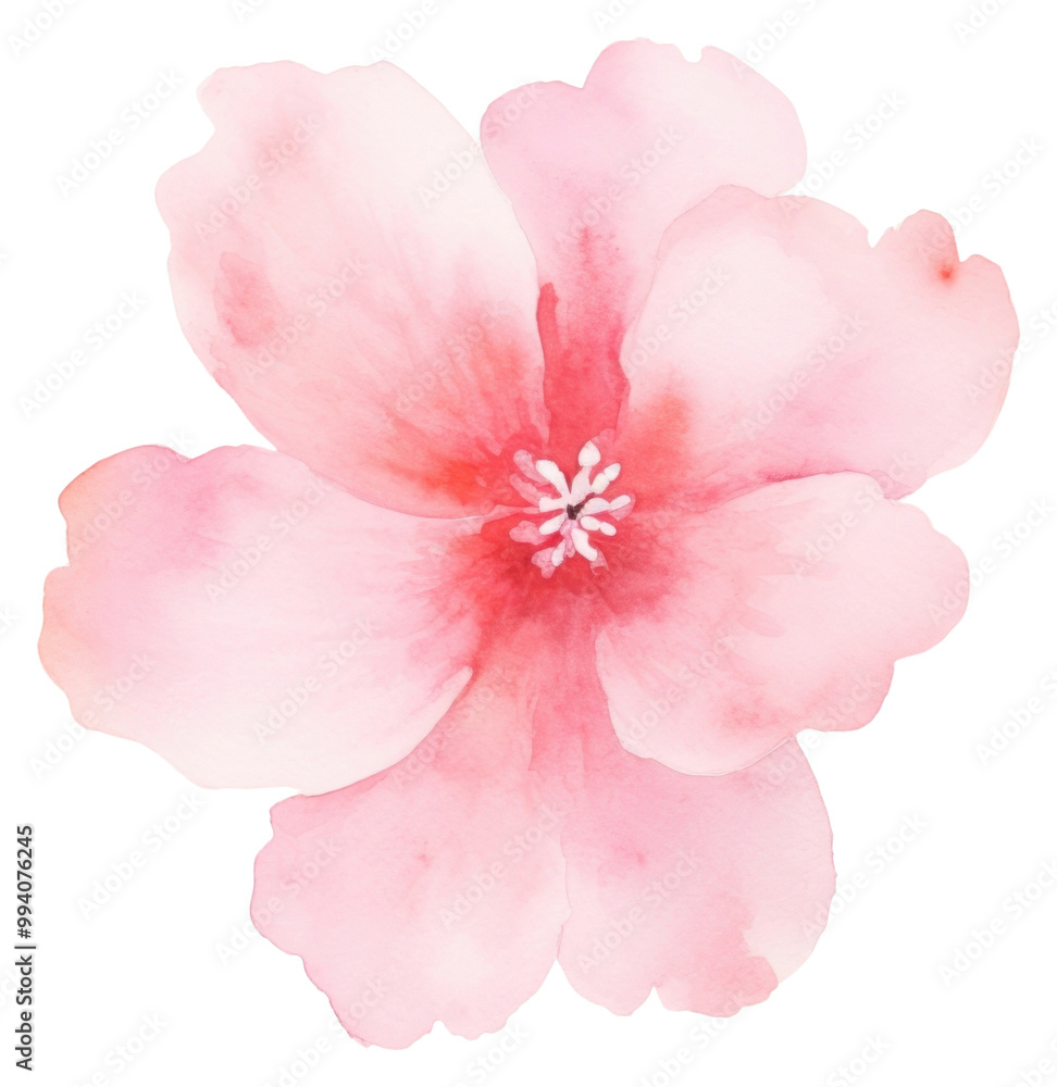 PNG Background pink flower blossom petal plant. PNG Background pink flower blossom petal plant.