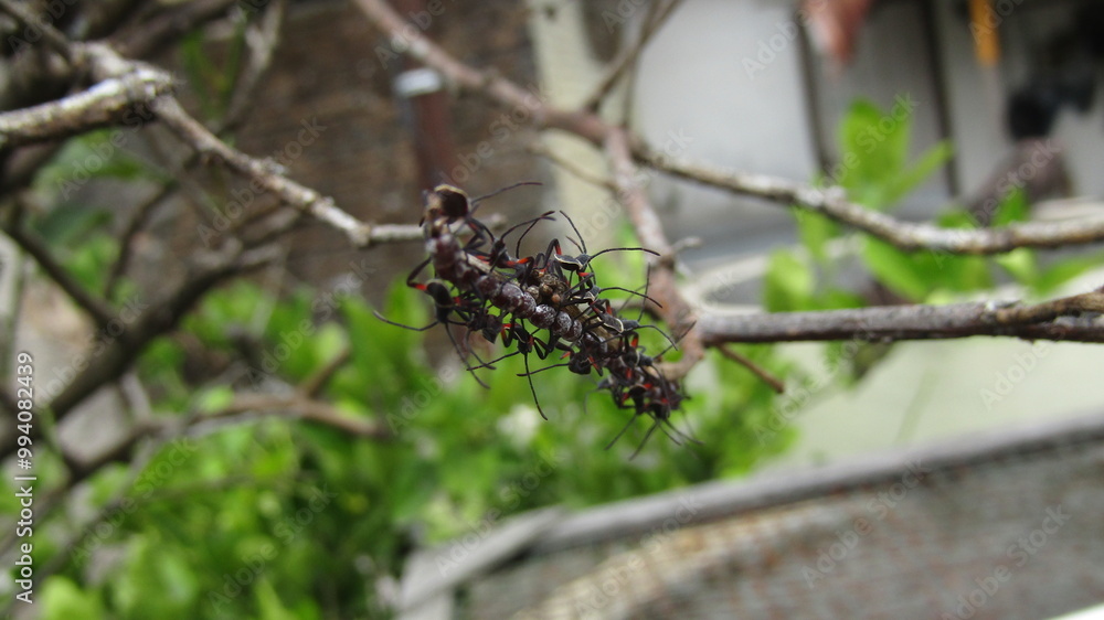 A Group of Insect called Walang Sangit A Group of Insect called Walang Sangit