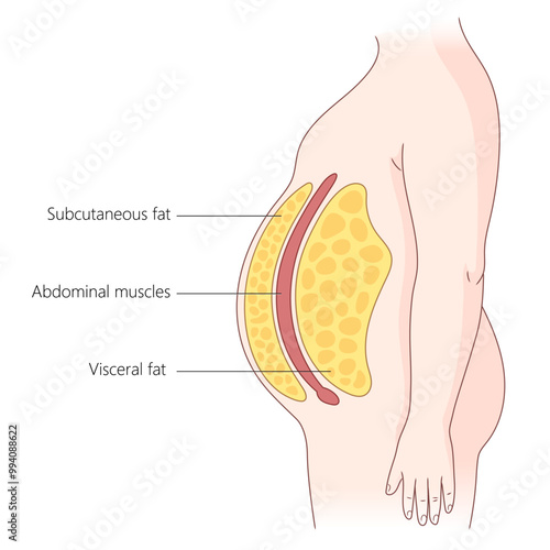 layers of subcutaneous and visceral fat in the human abdomen, abdominal muscles and fat distribution diagram hand drawn schematic vector illustration. Medical science educational illustration