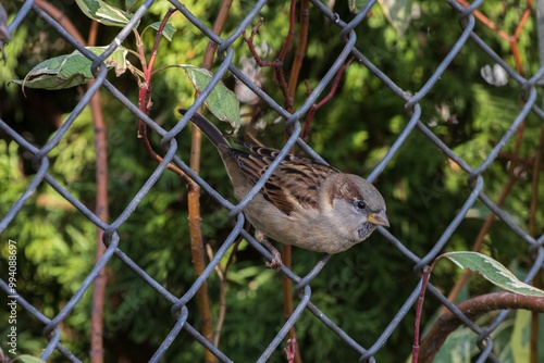 bird on a fence