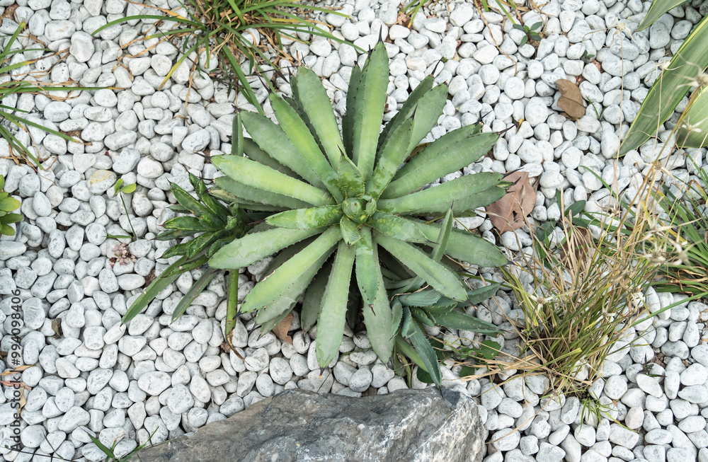 agave plant leaves on a decorative flower bed in the greenhouse agave plant leaves on a decorative flower bed in the greenhouse