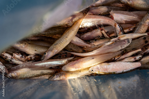 Small river fish in a plastic bag, freshly caught fish, Ganges River, Padma, Bangladesh.