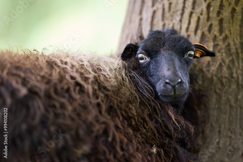 Cute close up portrait of a female ouessant sheep photo