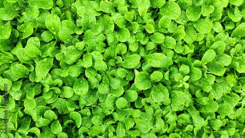Schilderij op canvas Harvesting lamb's lettuce or mouse ear lettuce in organic farming