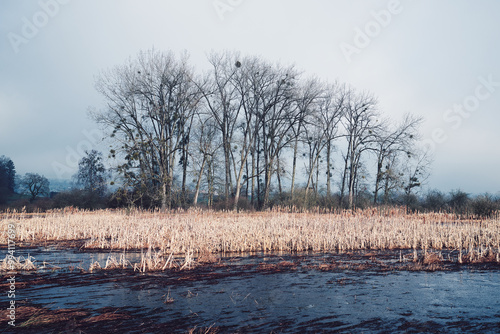 Kahle Bäume am Rand eines Schilffeldes in winterlicher Landschaft bei bewölktem Himmel
