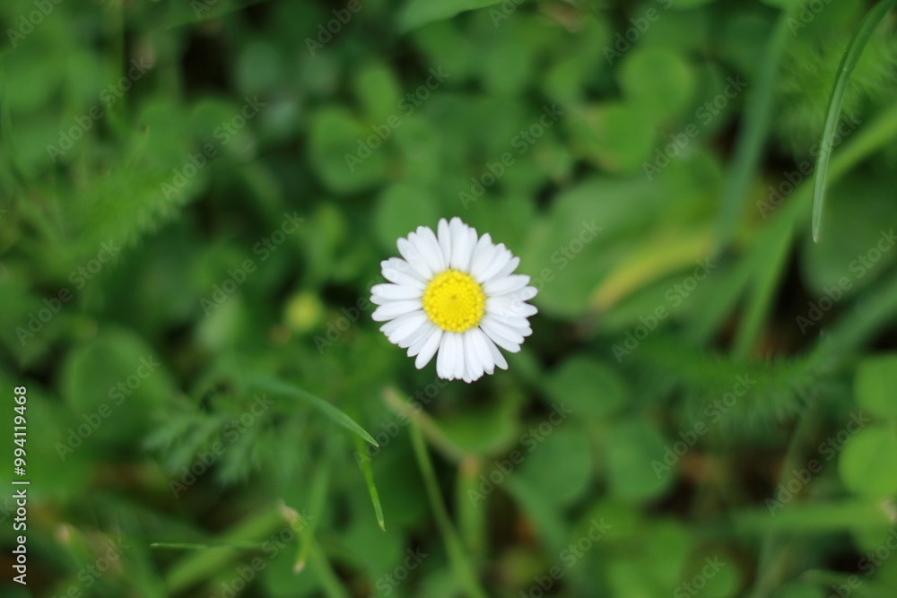 Fleurs Fleurs
