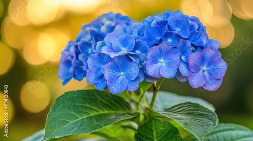 Vibrant blue hydrangea bloom soft bokeh background