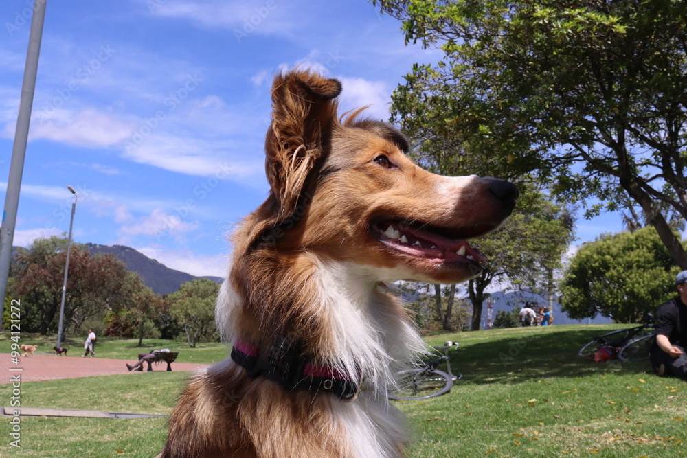 dog , perro, paseo , parque , salida , raza , pet dog , perro, paseo , parque , salida , raza , pet