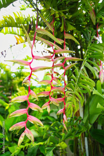 Heliconia chartacea plant with paired large oblong leaves and pale pink color of the flower bracts inside a garden at the Kek Lok Si Temple in Georgetown,Penang,Malaysia photo