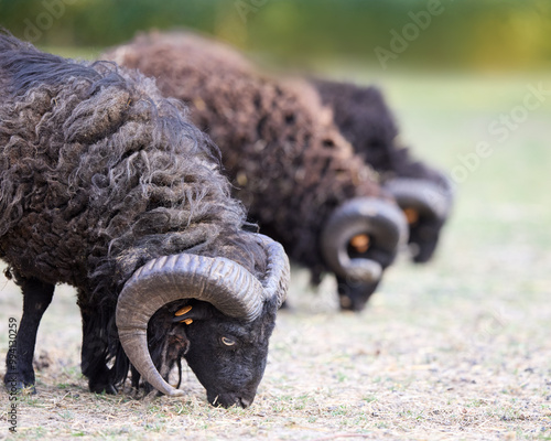 Three (3) ouessant sheep male graze in a row photo