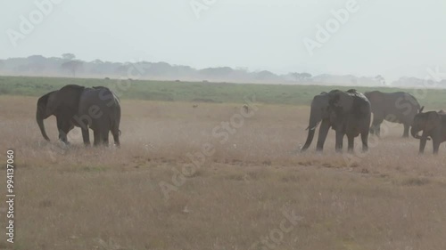 Elephant Herd in Amboseli National Park, Kenya Savannah