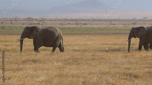 Elephants Walking with Birds in Amboseli National Park, Kenya