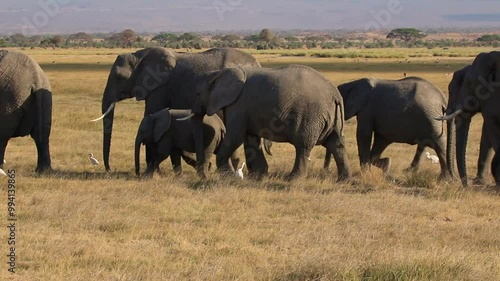 Elephant Herd with Cattle Egrets in Amboseli National Park, Kenya