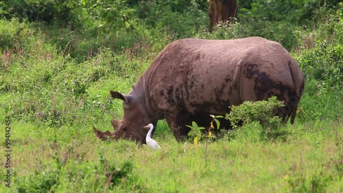 Rhino Grazing with Cattle Egret in Amboseli National Park, Kenya