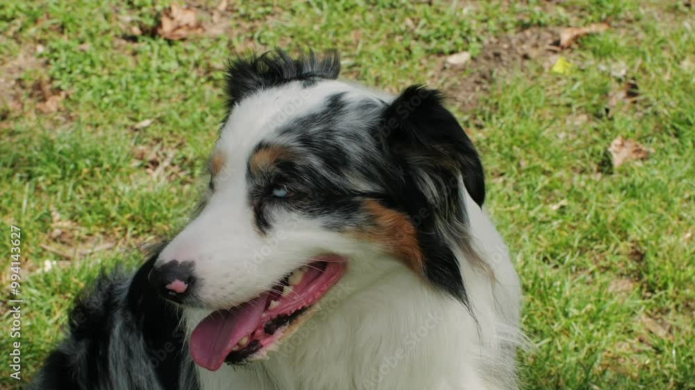 Australian Shepherd dog portrait with striking blue eyes captured outdoors in a park setting Australian Shepherd dog portrait with striking blue eyes captured outdoors in a park setting