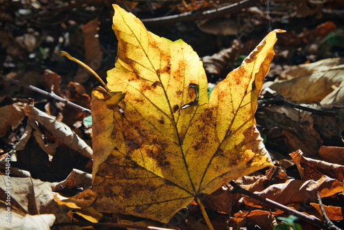 Großaufnahme eines verwelkten gelben Ahornblatts auf einem Haufen Herbstlaub im Sonnenlicht photo