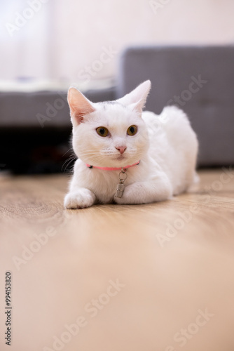 kitten