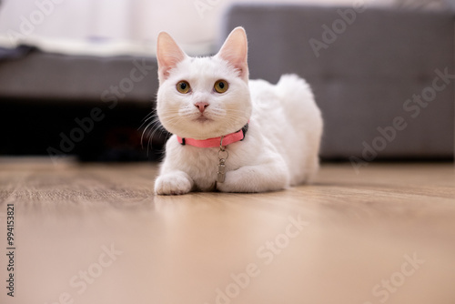 white cat on a chair