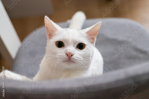 portrait of a cat