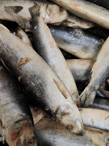 fresh fish on market stall