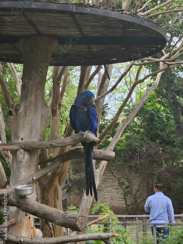 blue macaw sitting on a tree branch