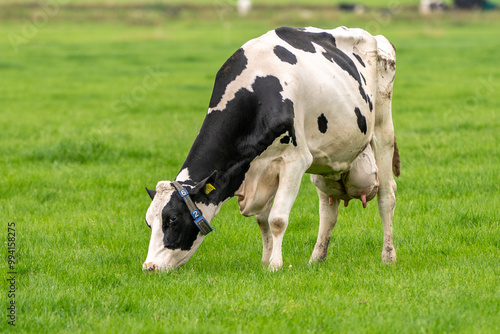 a cow in the meadow on the green grass