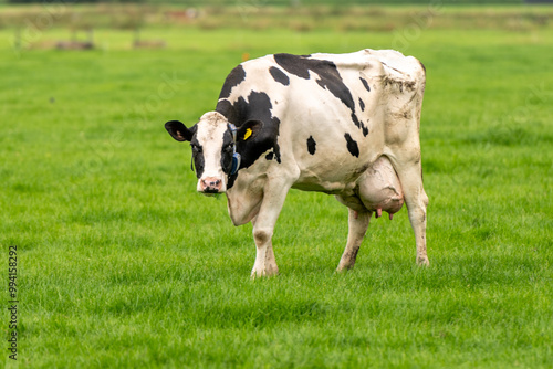 a cow in the meadow on the green grass