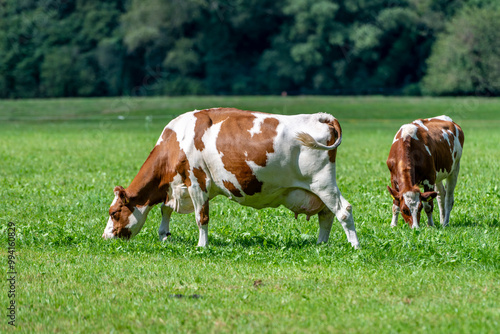 a cow in the meadow on the green grass