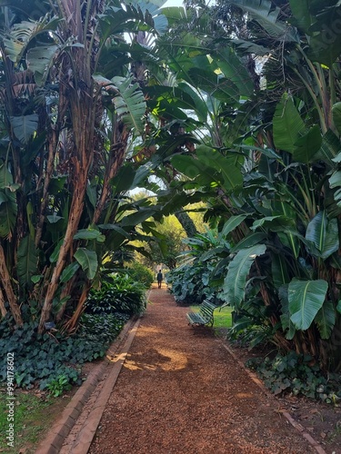 Pathway Surrounded by Lush Tropical Foliage in the Buenos Aires Botanical Garden

