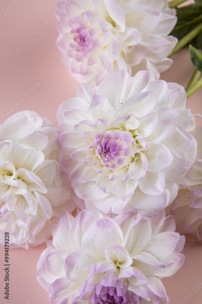 White beautiful dahlias on pink plain background White beautiful dahlias on pink plain background