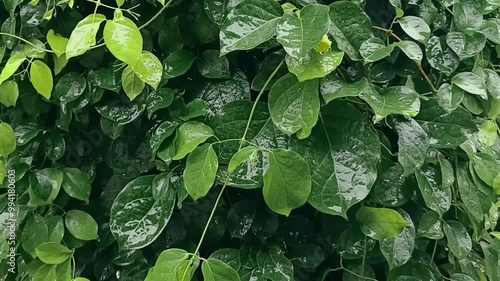  Lush Green Leaves After Rain 