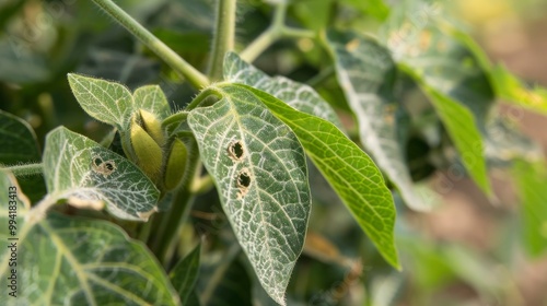 Caterpillar-Inflicted Defoliation on Soybean Leaves: Visible Holes and Damage Highlighting Crop Vulnerability