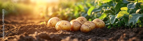 Freshly harvested potatoes on the soil at sunrise, warm light on crops