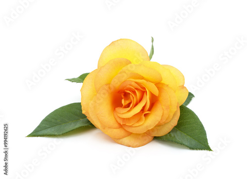 One yellow rose.