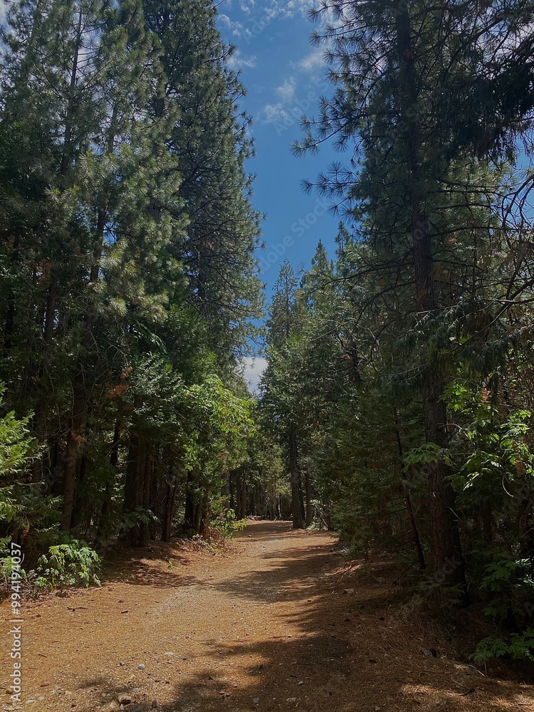 Fototapeta premium path in the woods