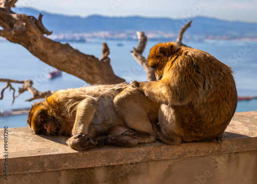 Exposure done on the Upper Rock of Gibraltar, of wild monkey, a tailless monkey called Barbary Macaque