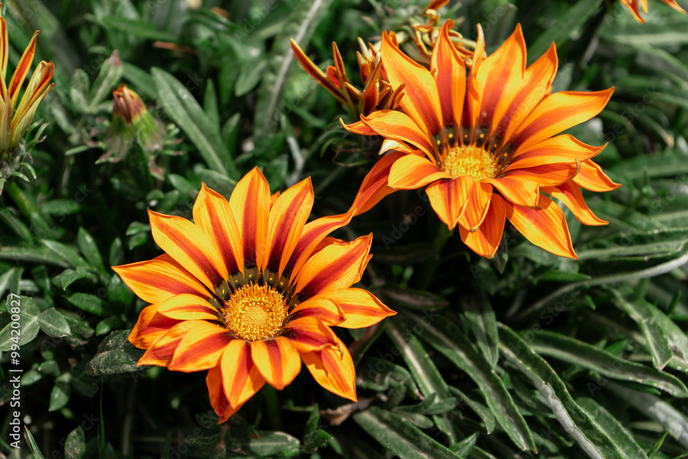 orange flowers in the garden orange flowers in the garden