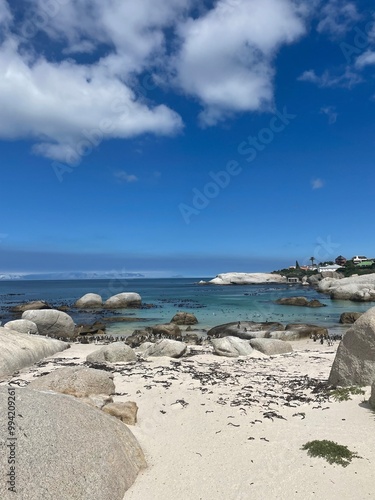 Penguins at Boulders Beach 