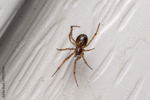 Steatoda borealis Boreal Combfoot photo