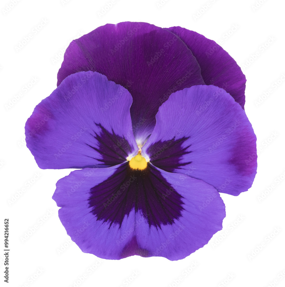 Naklejka premium Fleur de pensée violette